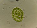Pediastrum boryanum